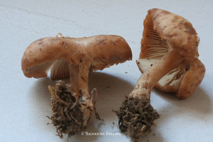 Clitocybe vermicularis